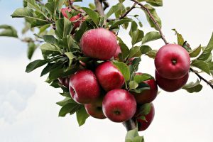 Drzewka owocowe do ogrodu i na balkon