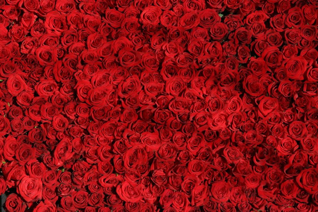 kolory róż czerwone